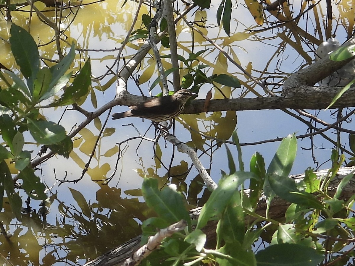 Northern Waterthrush - ML646312503
