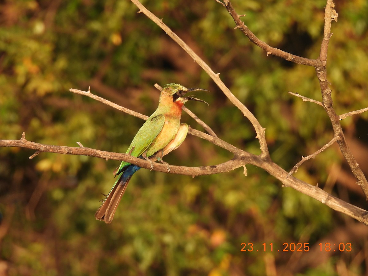 White-fronted Bee-eater - ML646312507
