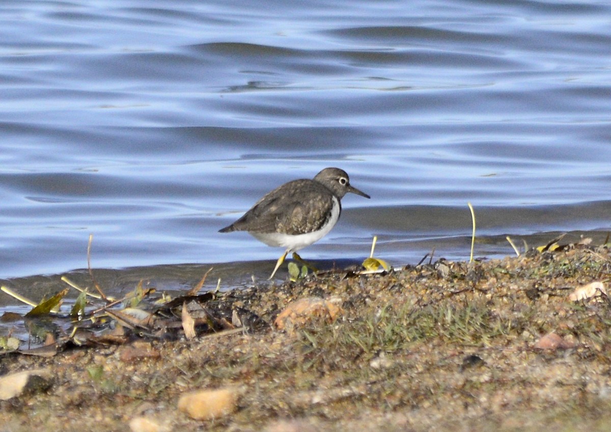 Common Sandpiper - ML646312508