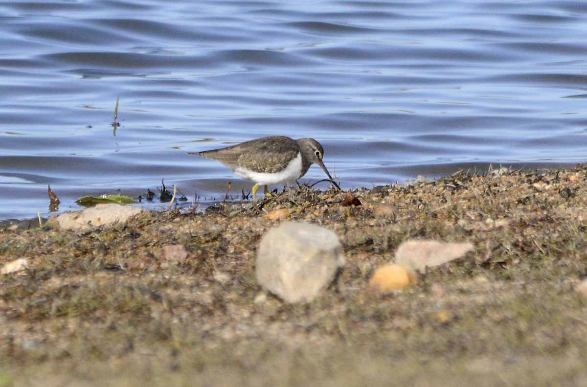 Common Sandpiper - ML646312510