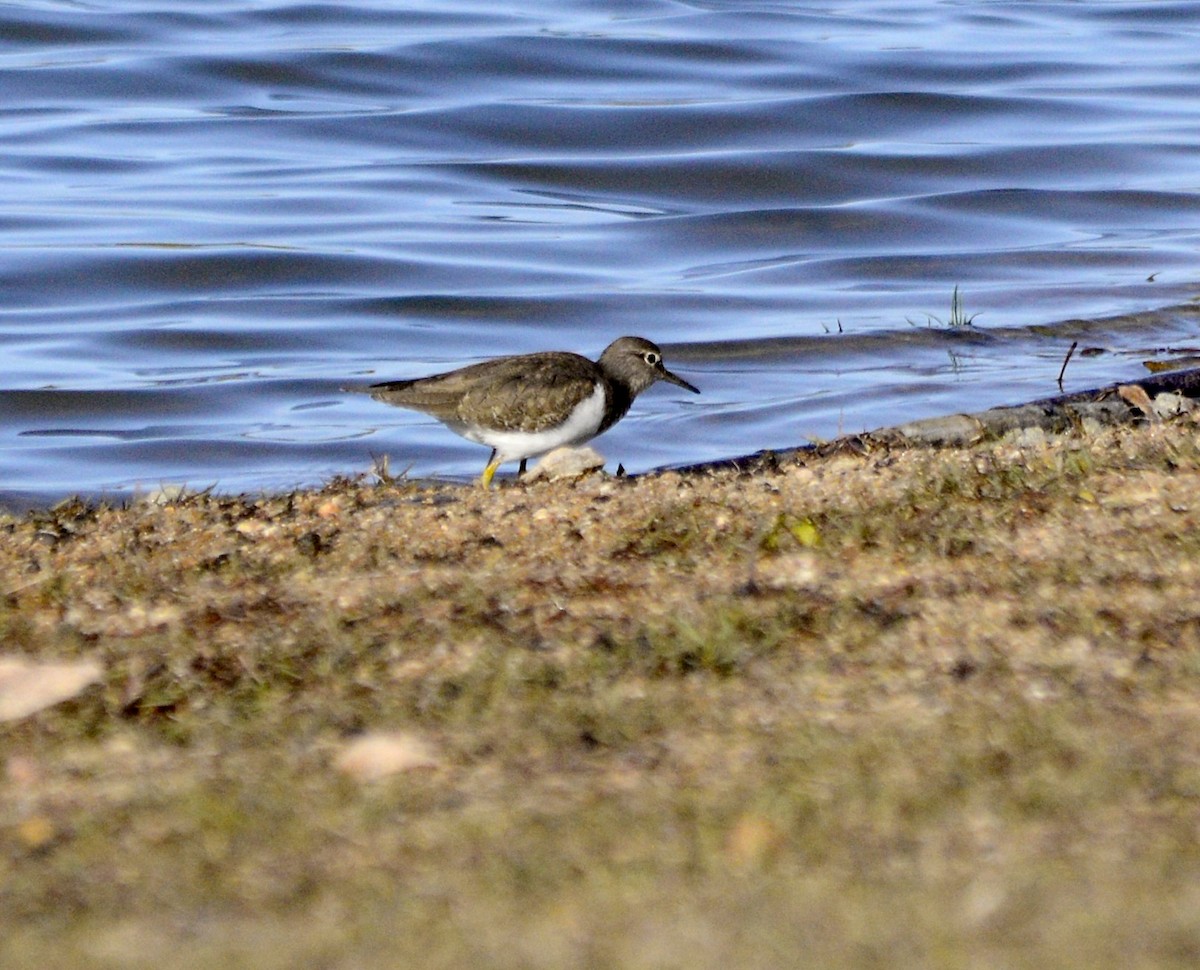 Common Sandpiper - ML646312511