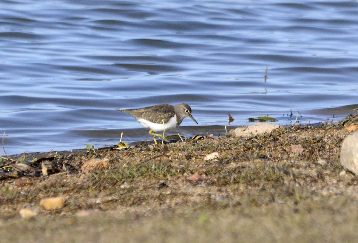 Common Sandpiper - ML646312512
