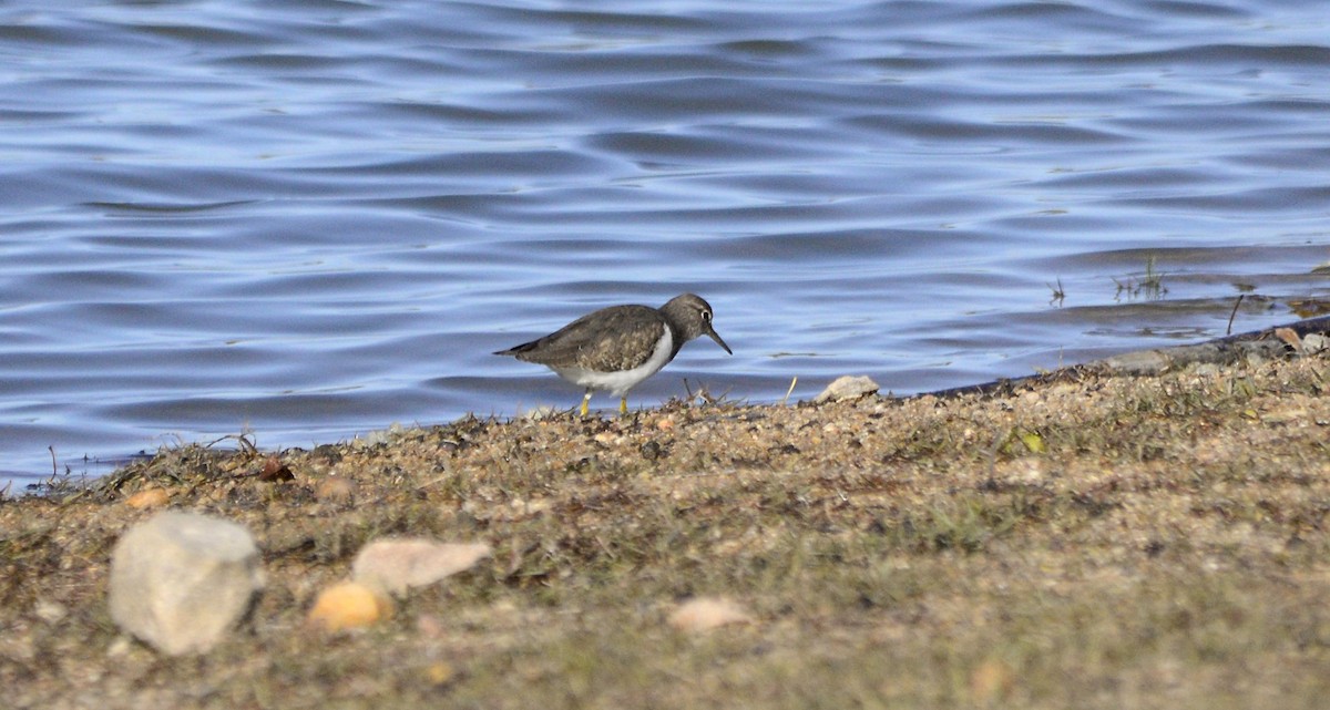 Common Sandpiper - ML646312514