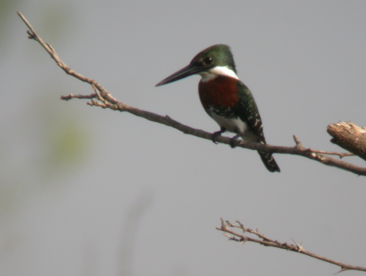 Green Kingfisher - ML646312515