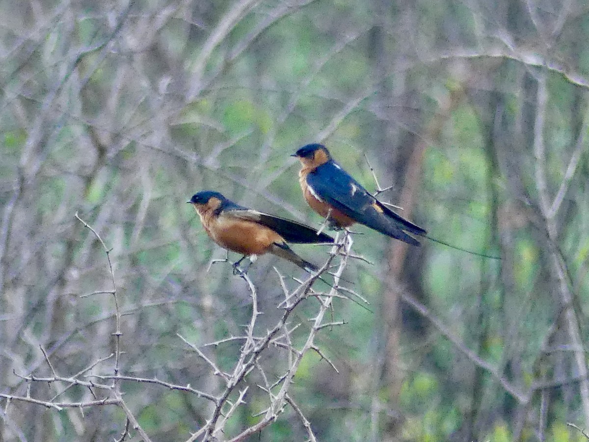 Rufous-chested Swallow - ML646312517