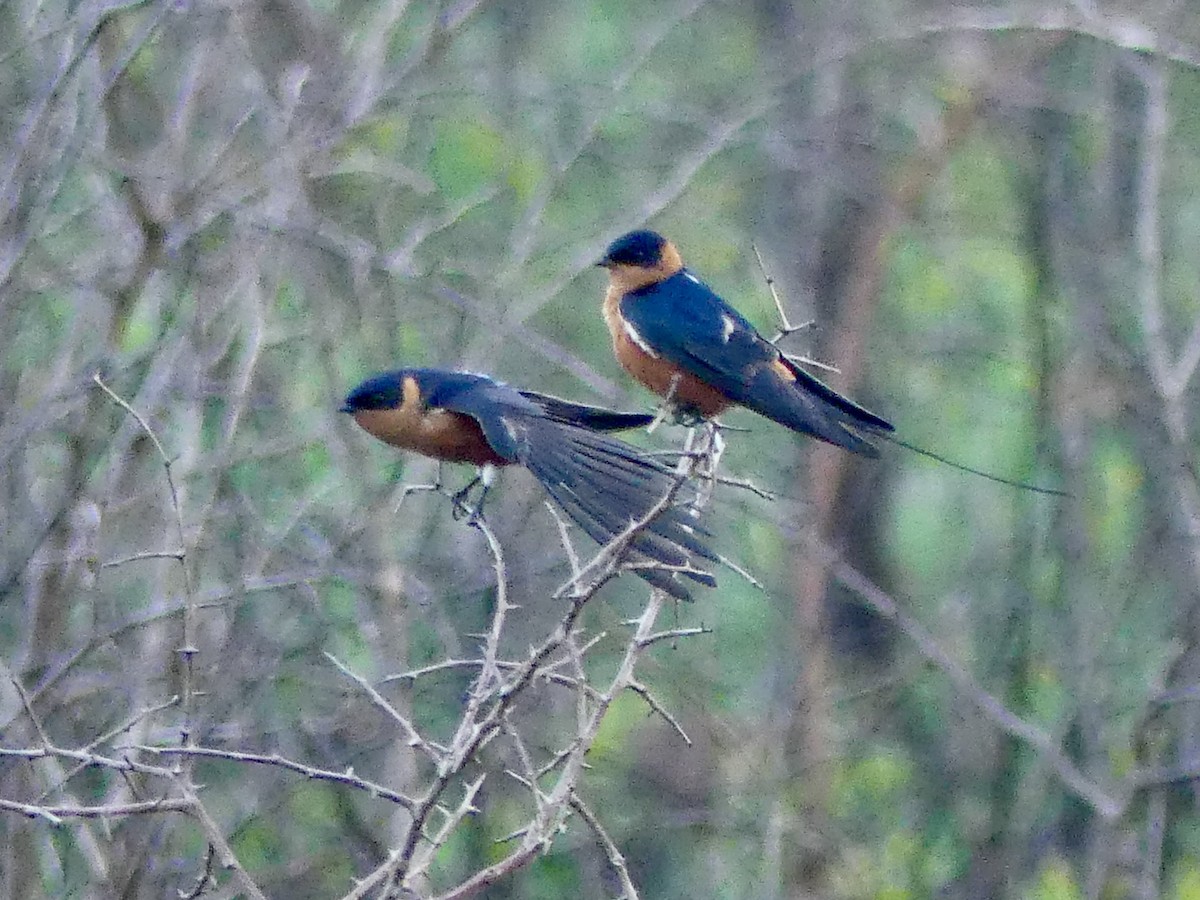 Rufous-chested Swallow - ML646312518