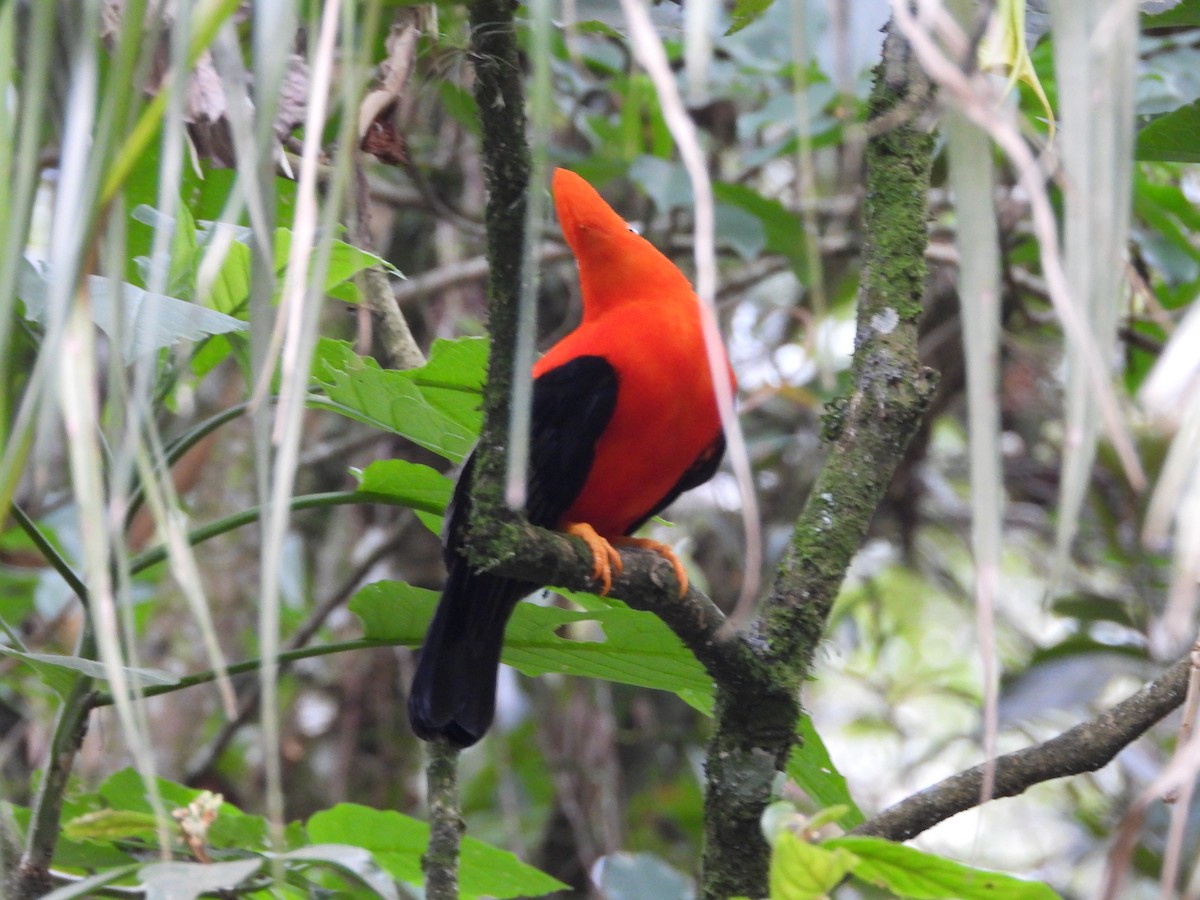 Andean Cock-of-the-rock - ML646312520