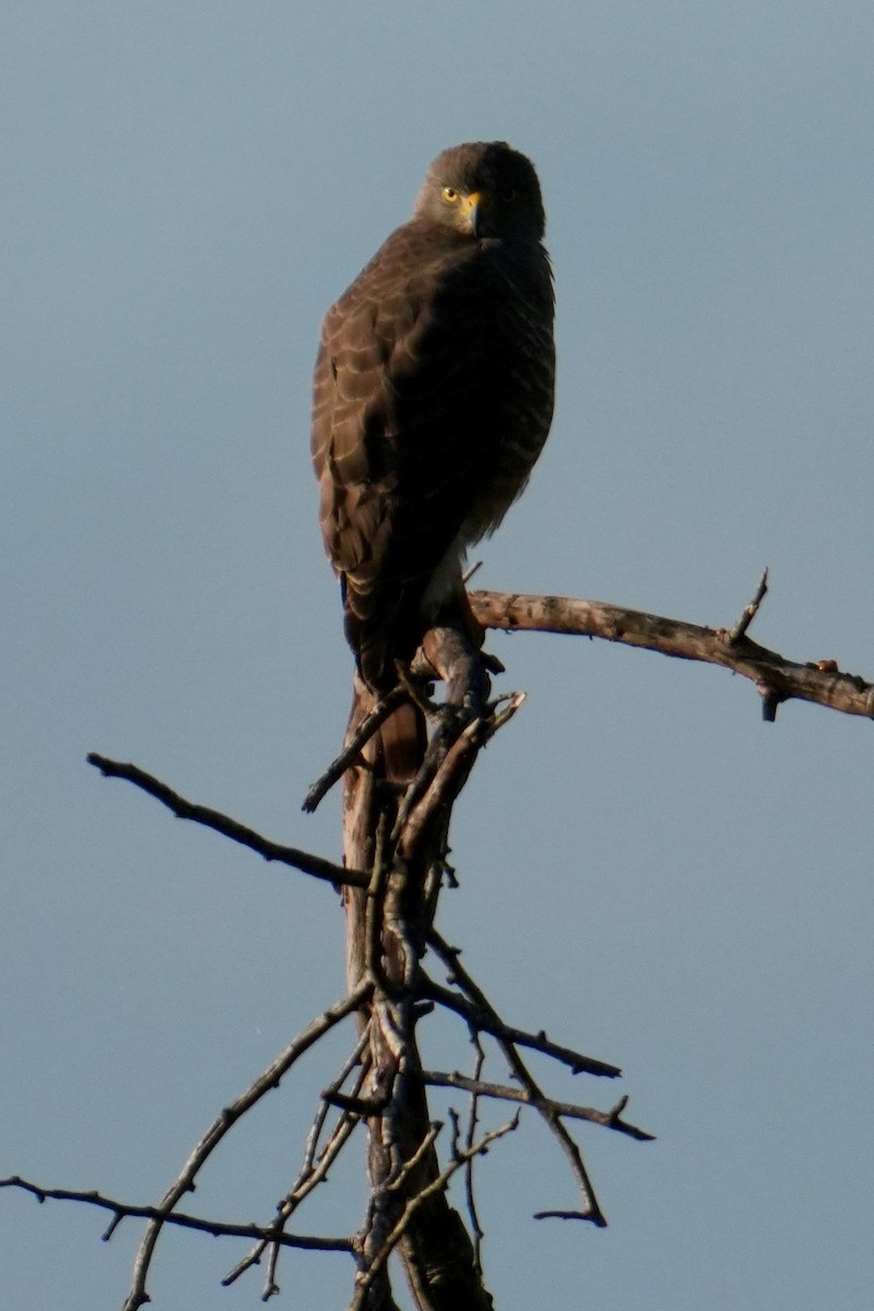 Roadside Hawk - ML646312522
