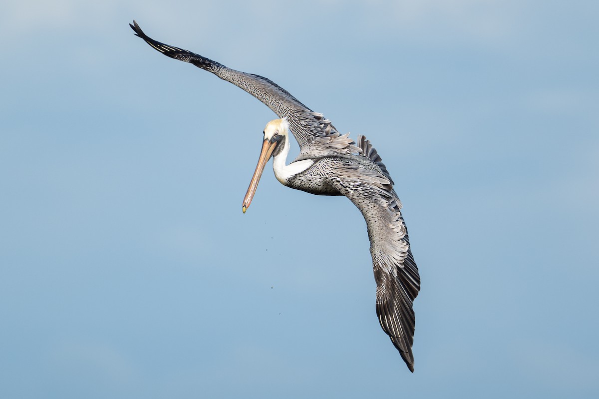 Brown Pelican - ML646312523