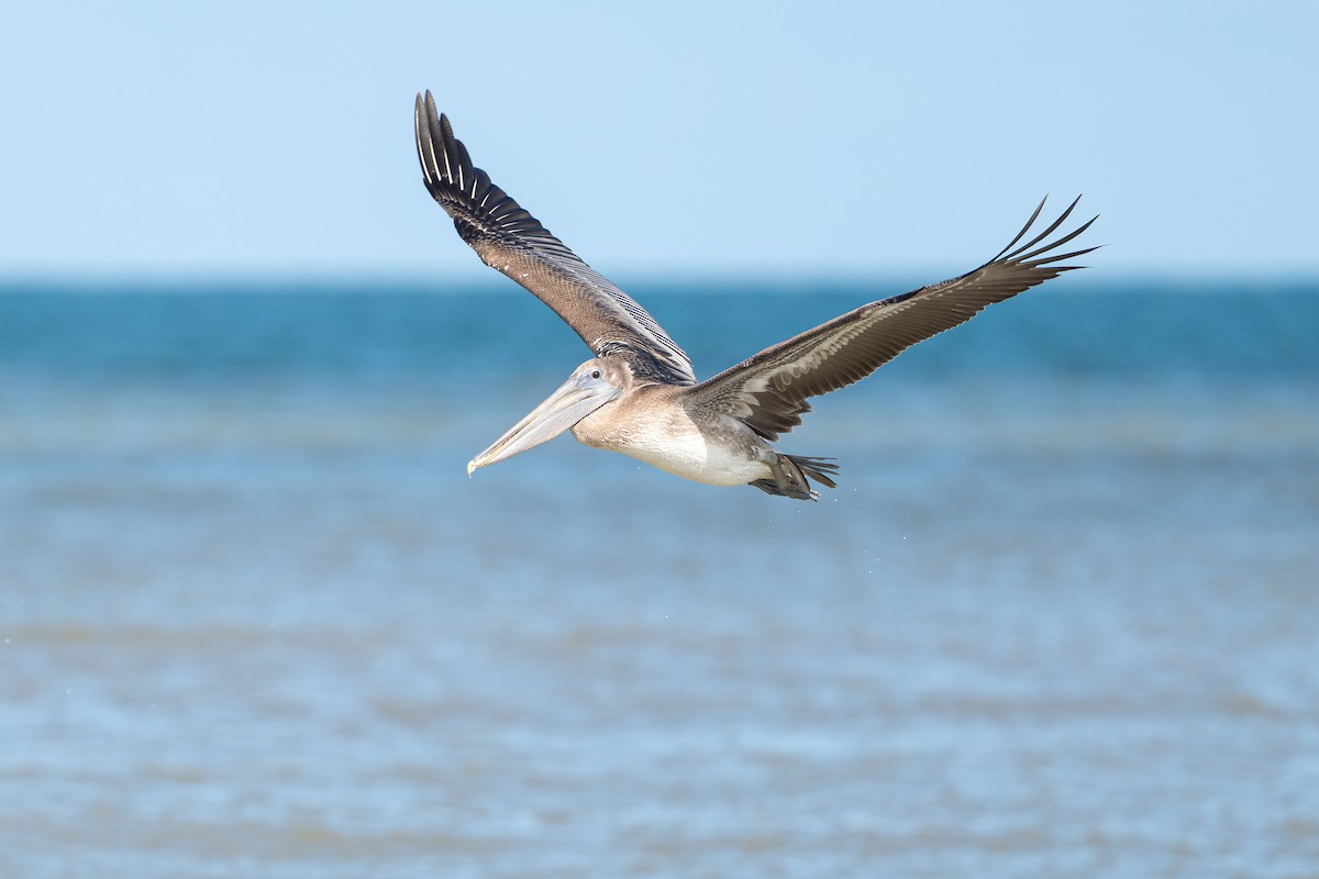 Brown Pelican - ML646312524