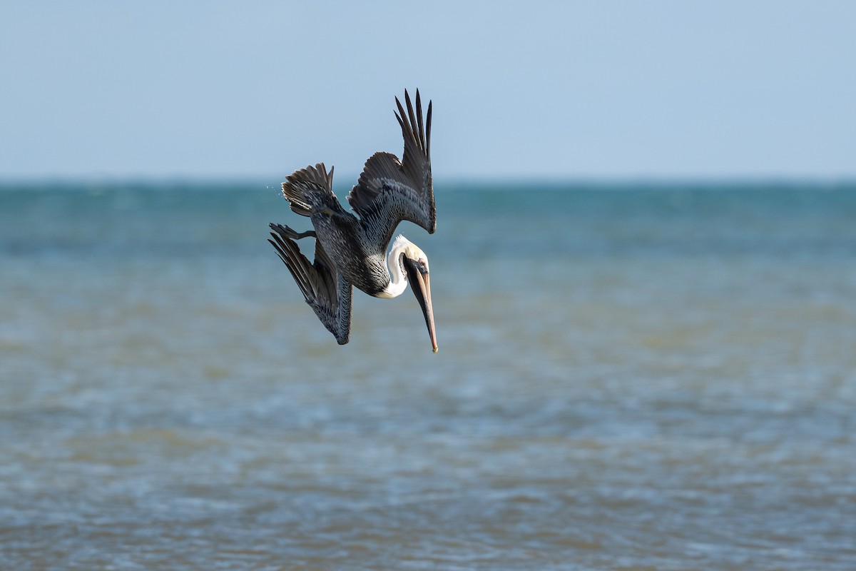 Brown Pelican - ML646312525