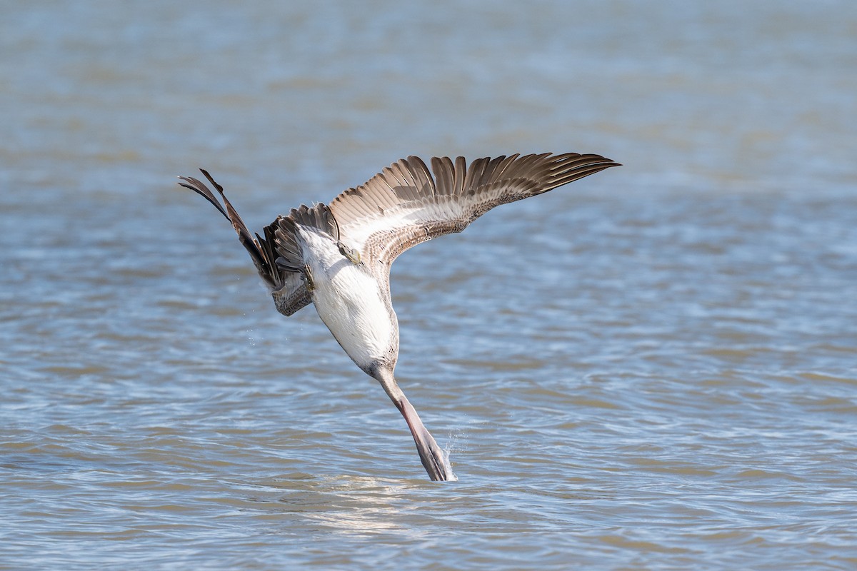 Brown Pelican - ML646312526