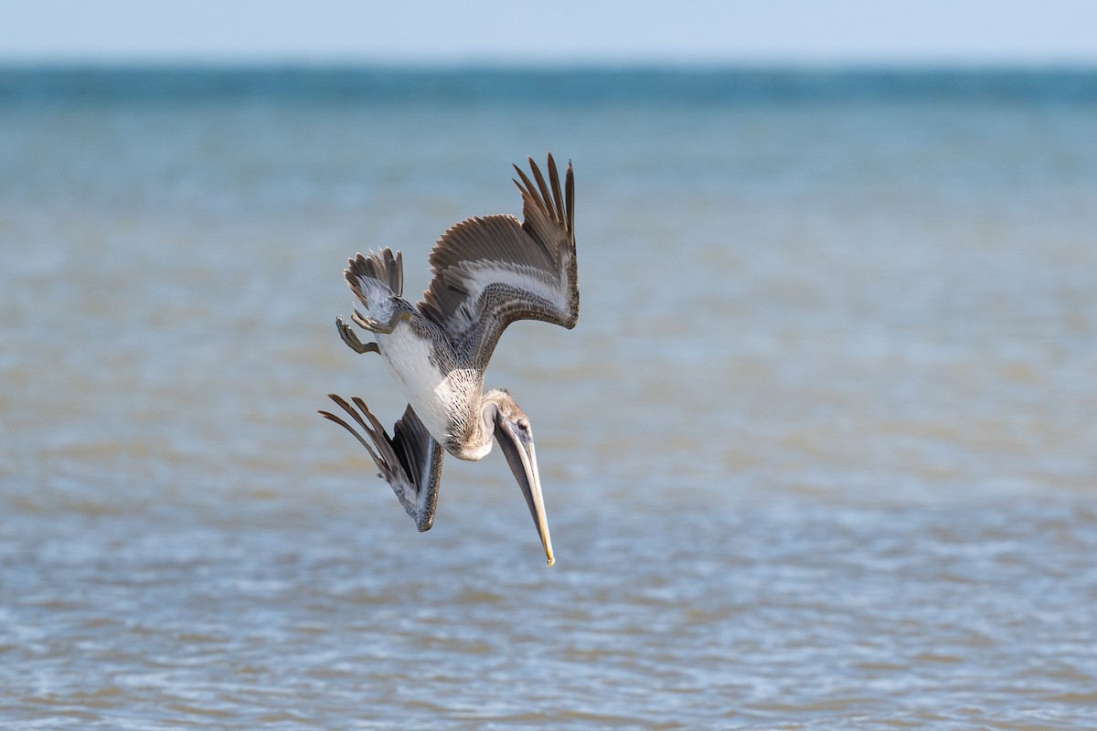 Brown Pelican - ML646312527