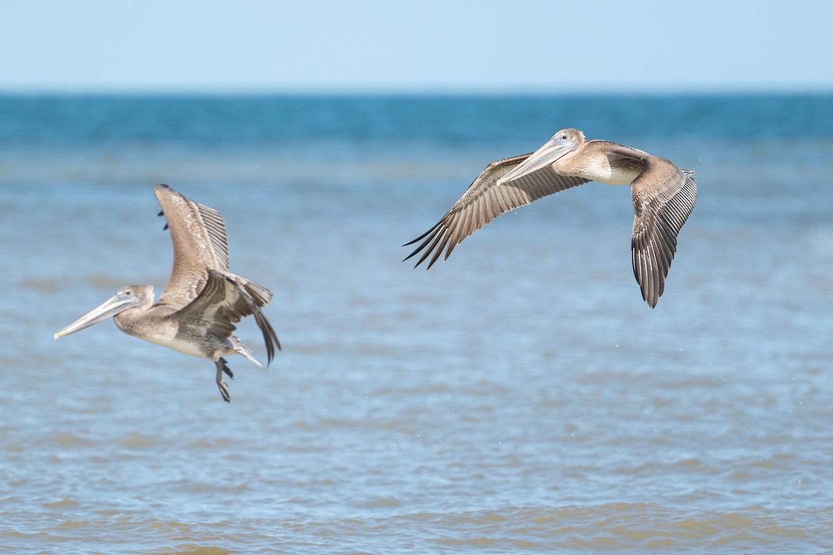Brown Pelican - ML646312528