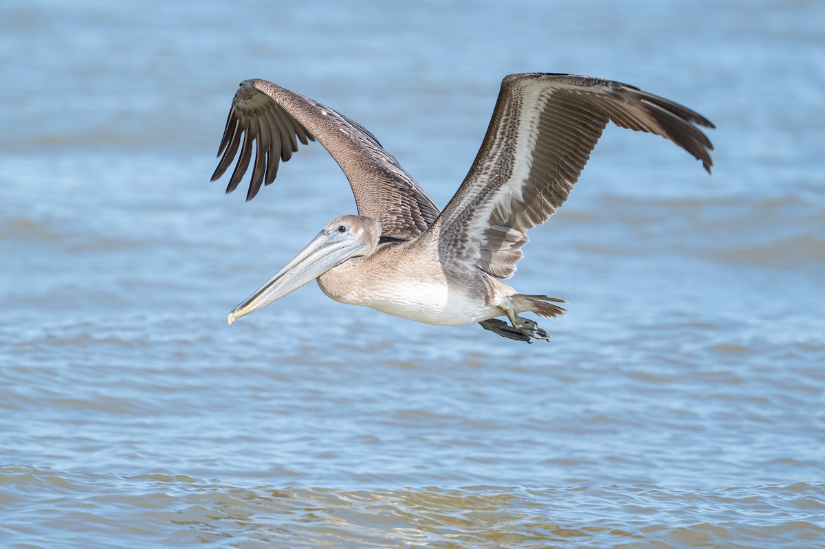Brown Pelican - ML646312529