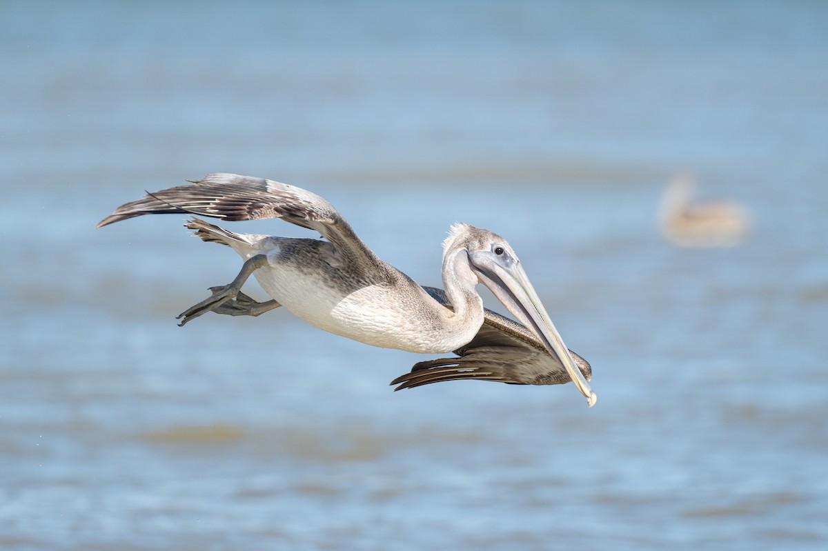 Brown Pelican - ML646312530