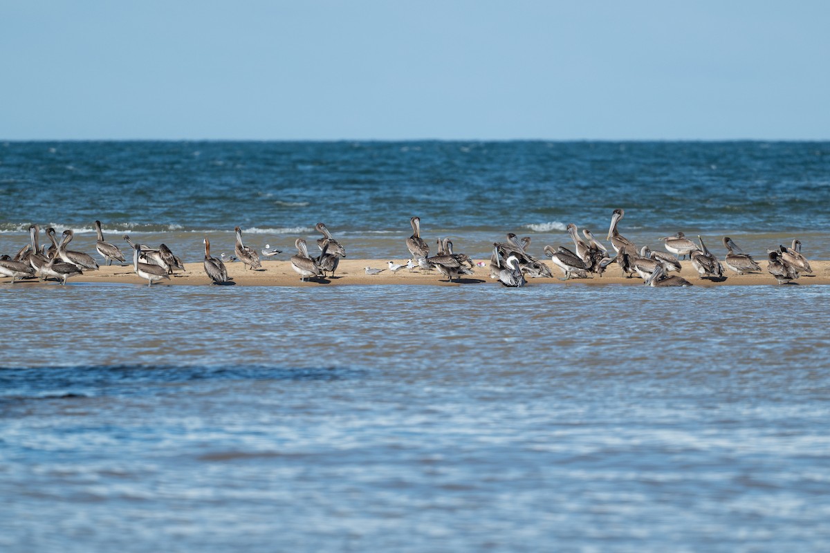 Brown Pelican - ML646312534
