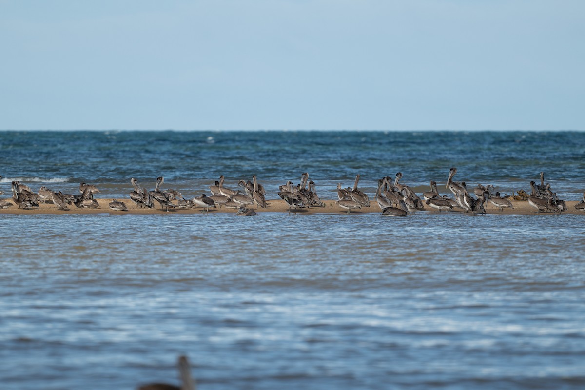 Brown Pelican - ML646312536