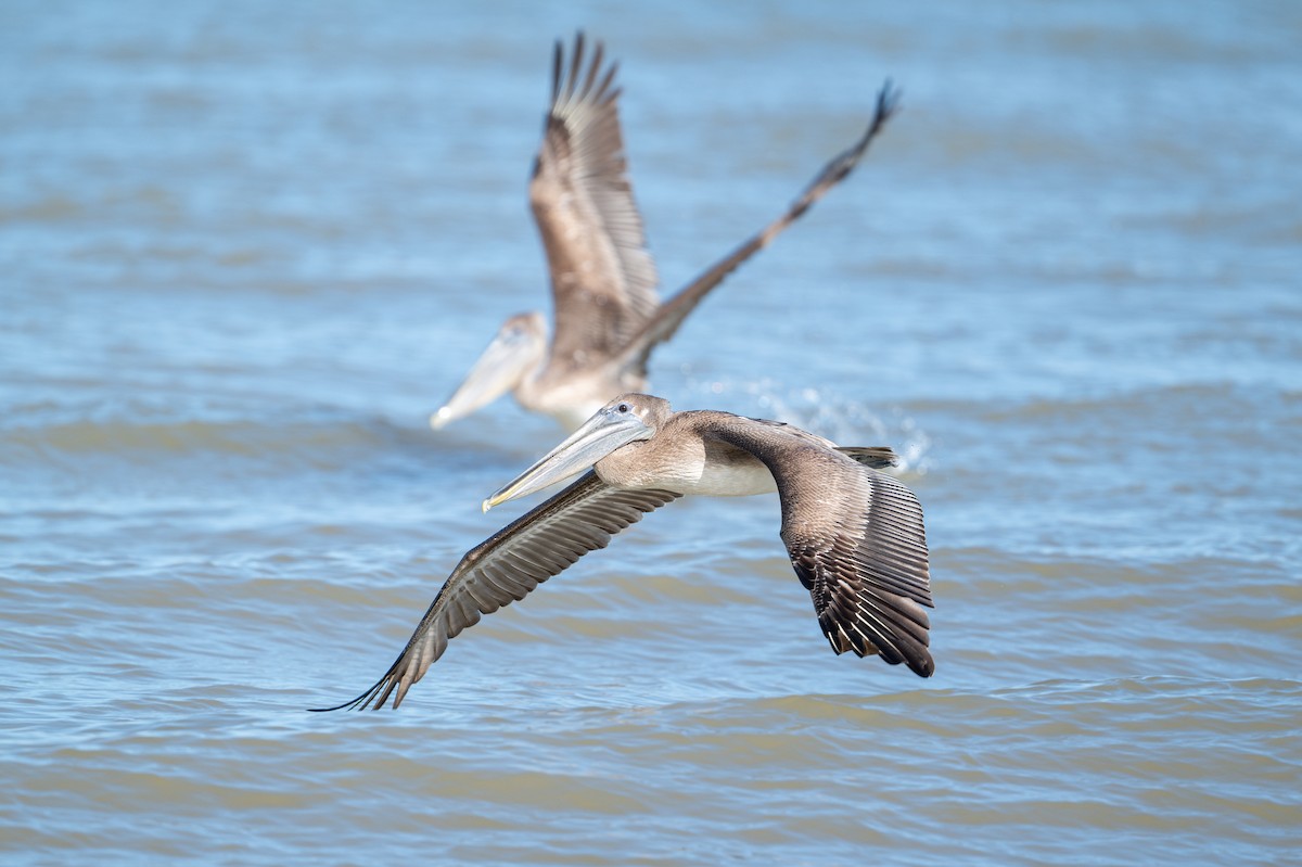 Brown Pelican - ML646312539