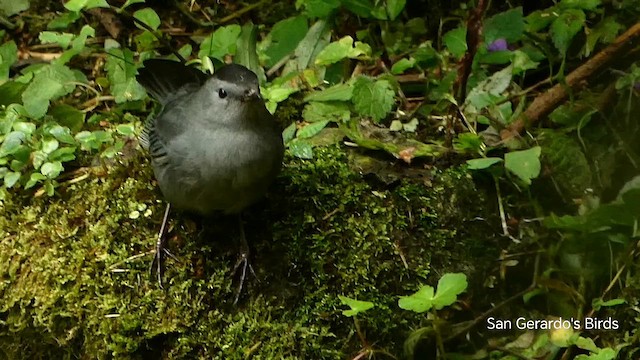 Pájaro Gato Gris - ML646312542