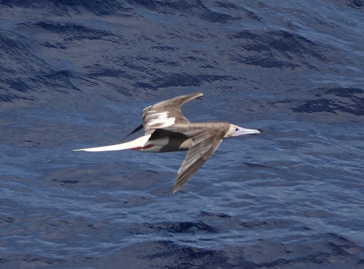 Сула червононога - ML646312543