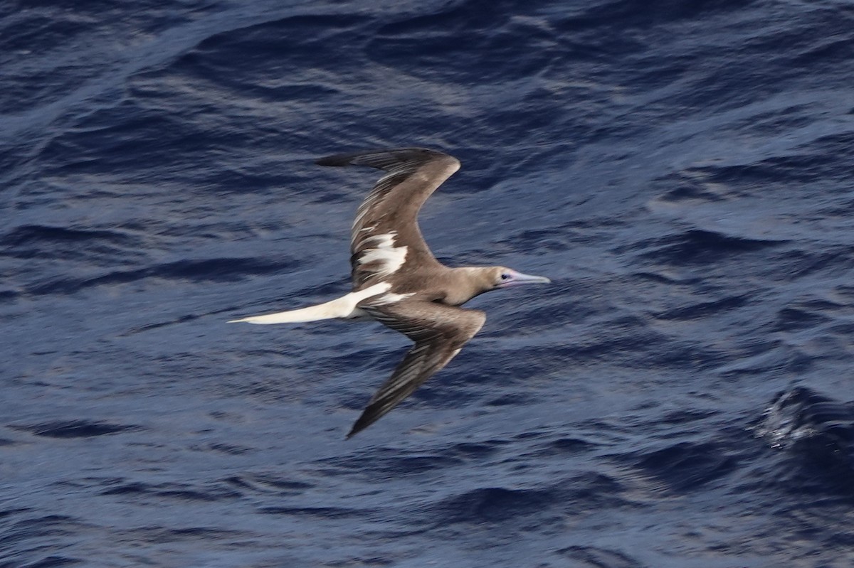 Сула червононога - ML646312544