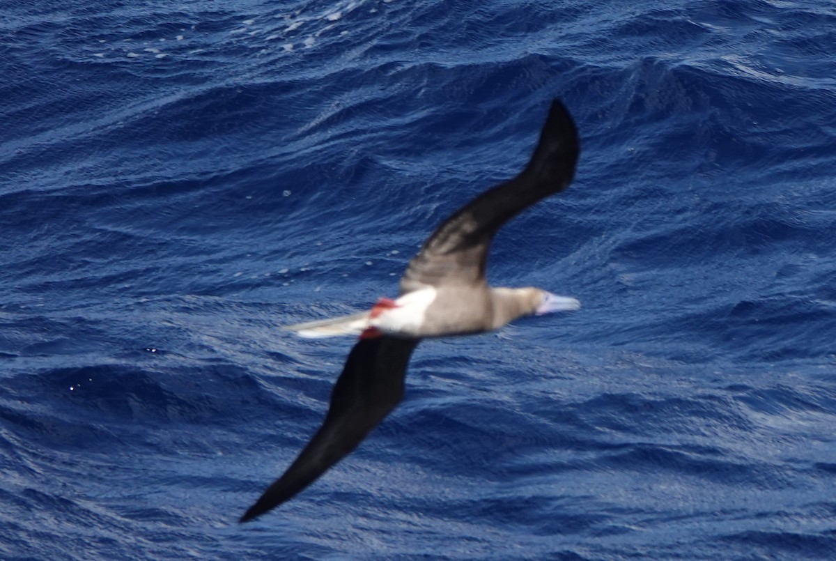 Сула червононога - ML646312545