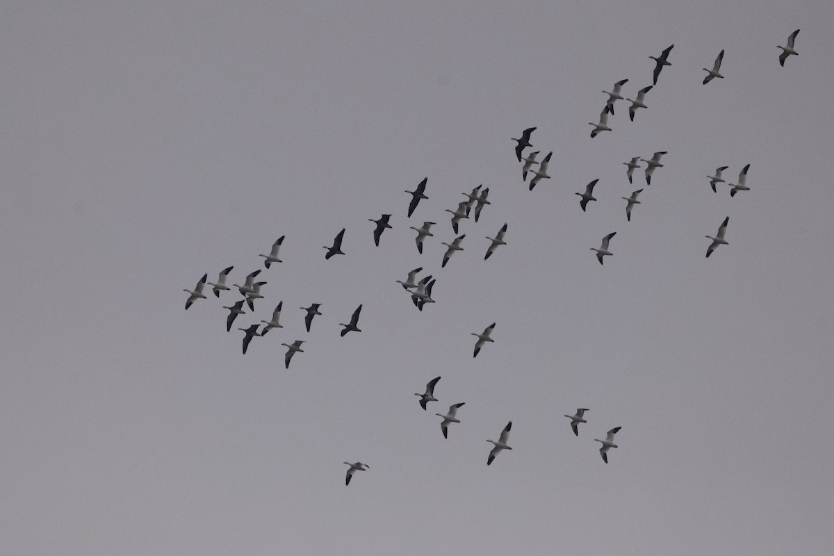 Oie des neiges - ML646312546