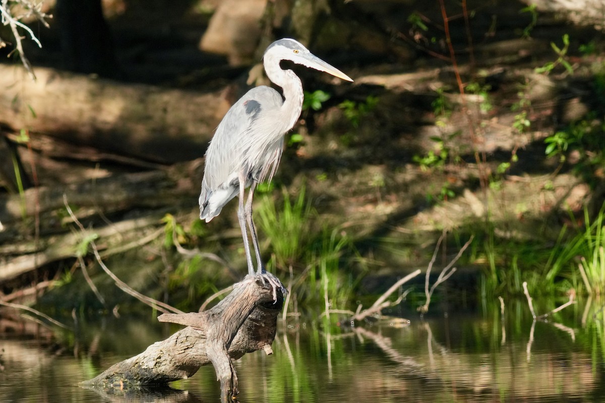 Great Blue Heron - ML646312547