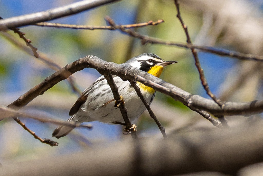 Goldkehl-Waldsänger - ML646312550