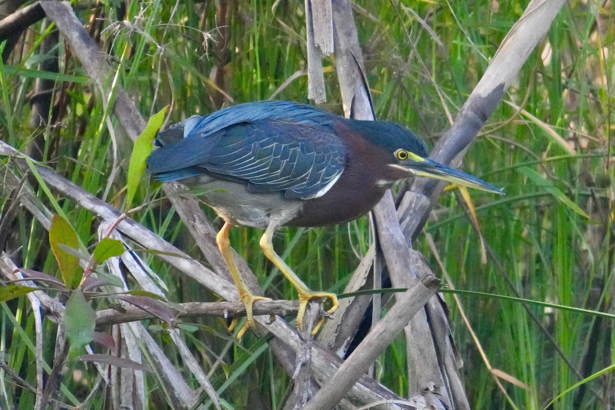 Green Heron - ML646312551