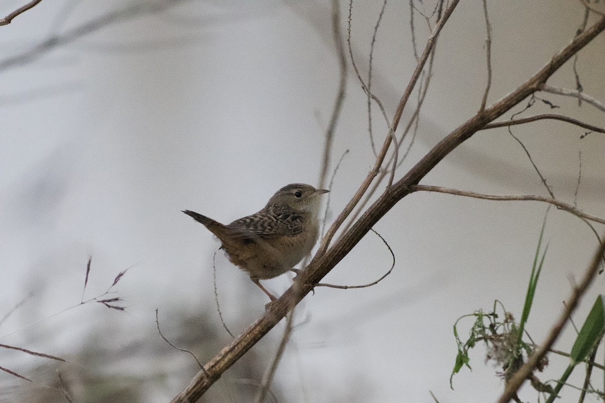 Cucarachero Culibarrado - ML646312553