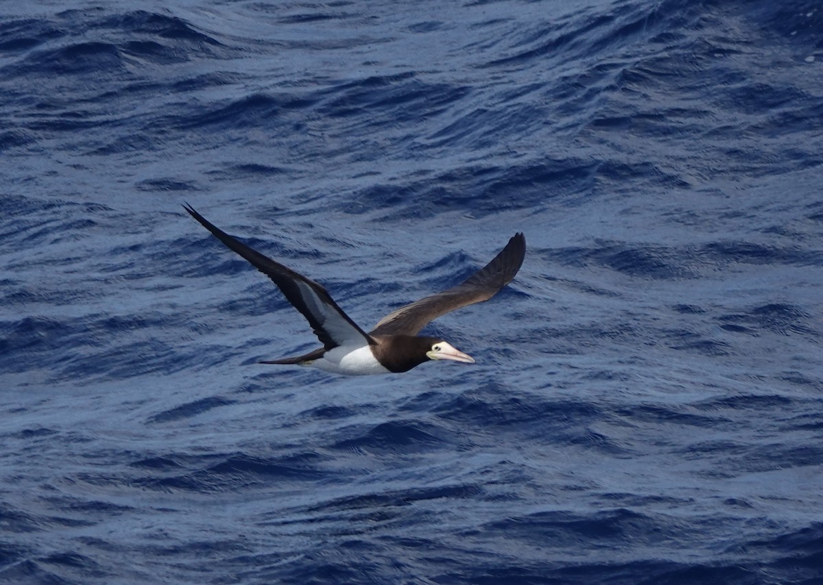 Brown Booby - ML646312557
