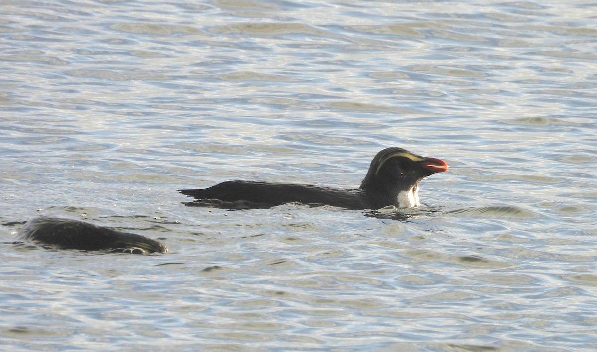 Fiordland Penguin - ML646312558