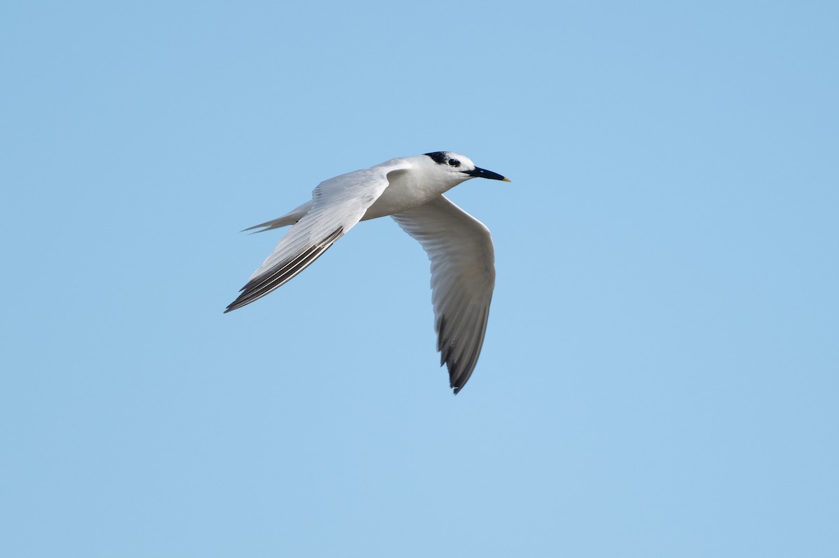 Sandwich Tern - ML646312559
