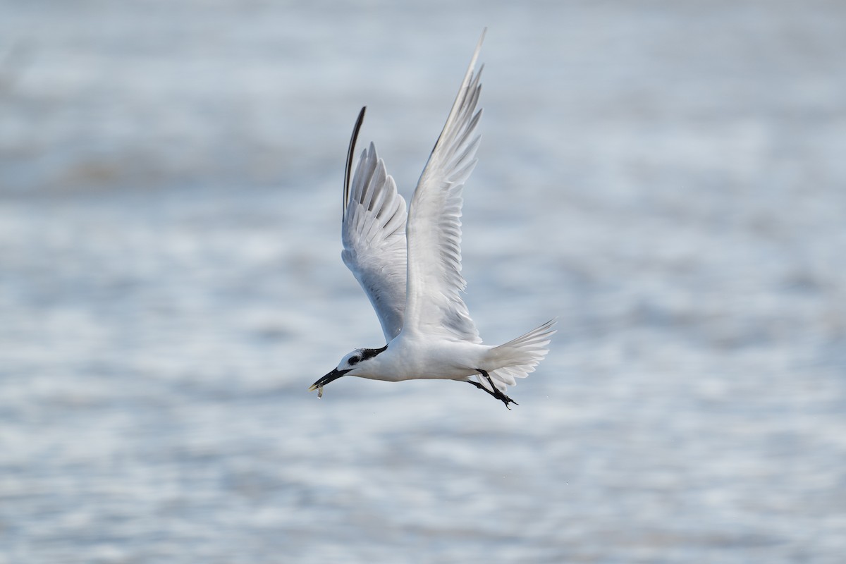 Sandwich Tern - ML646312560