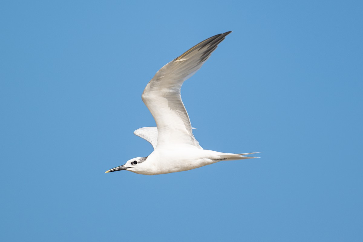 Sandwich Tern - ML646312561