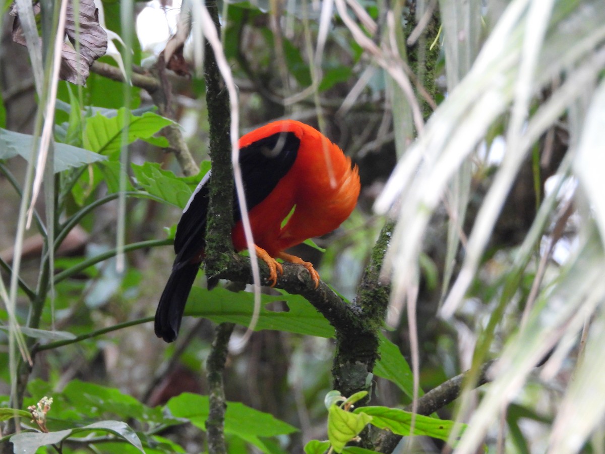 Andean Cock-of-the-rock - ML646312562