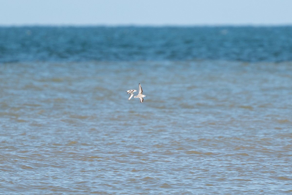 Sanderling - ML646312564