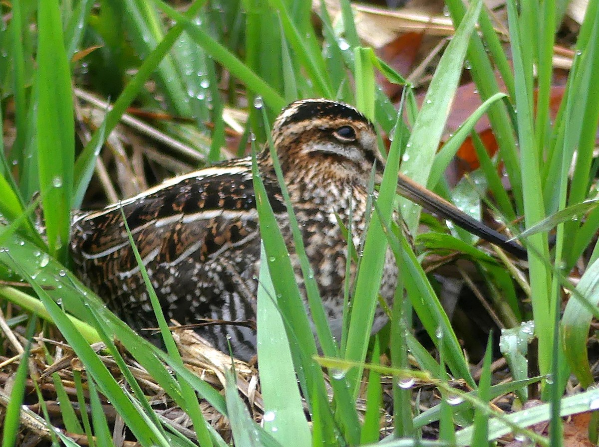 Wilson's Snipe - ML646312567