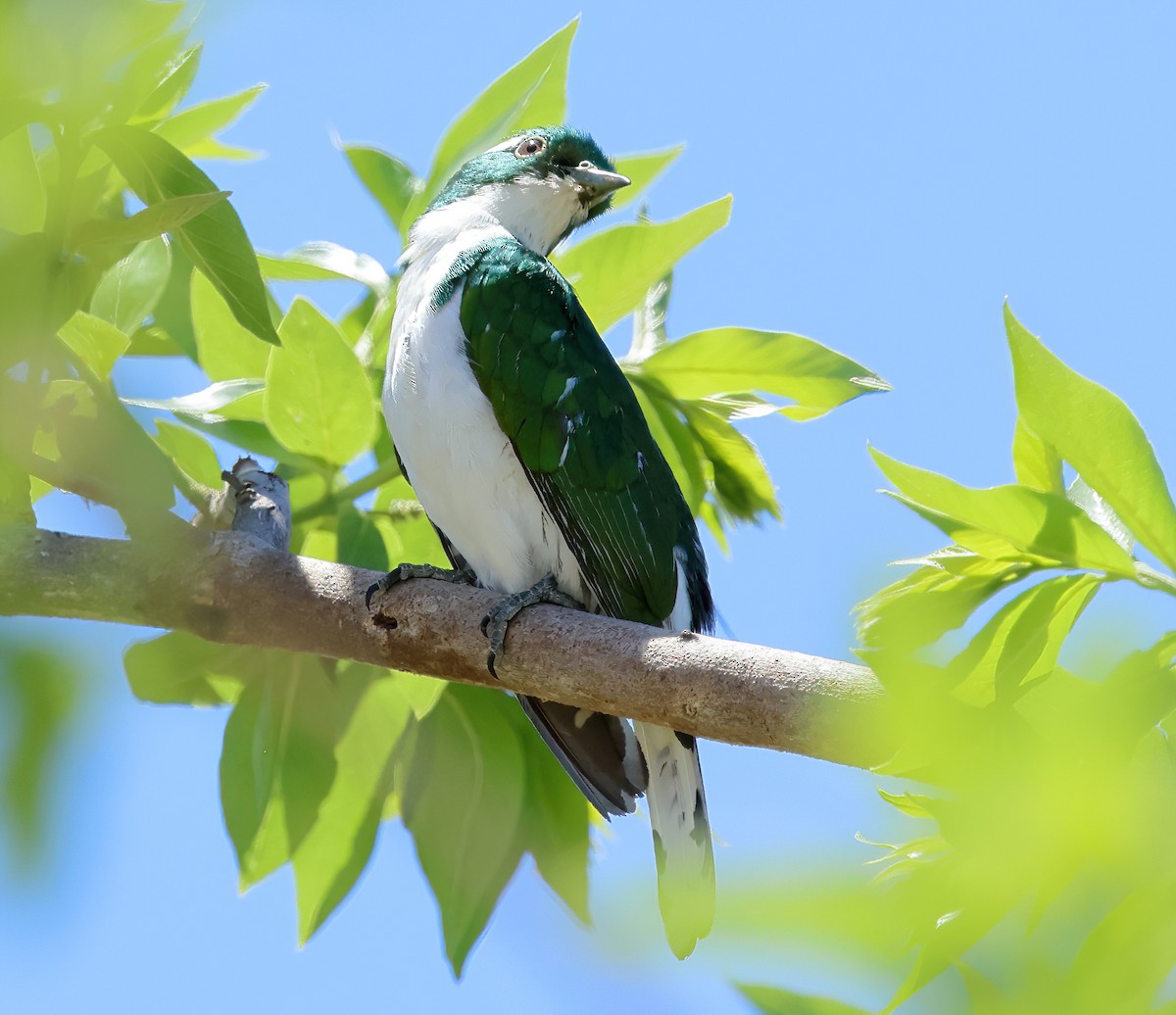 Klaas's Cuckoo - ML646312571