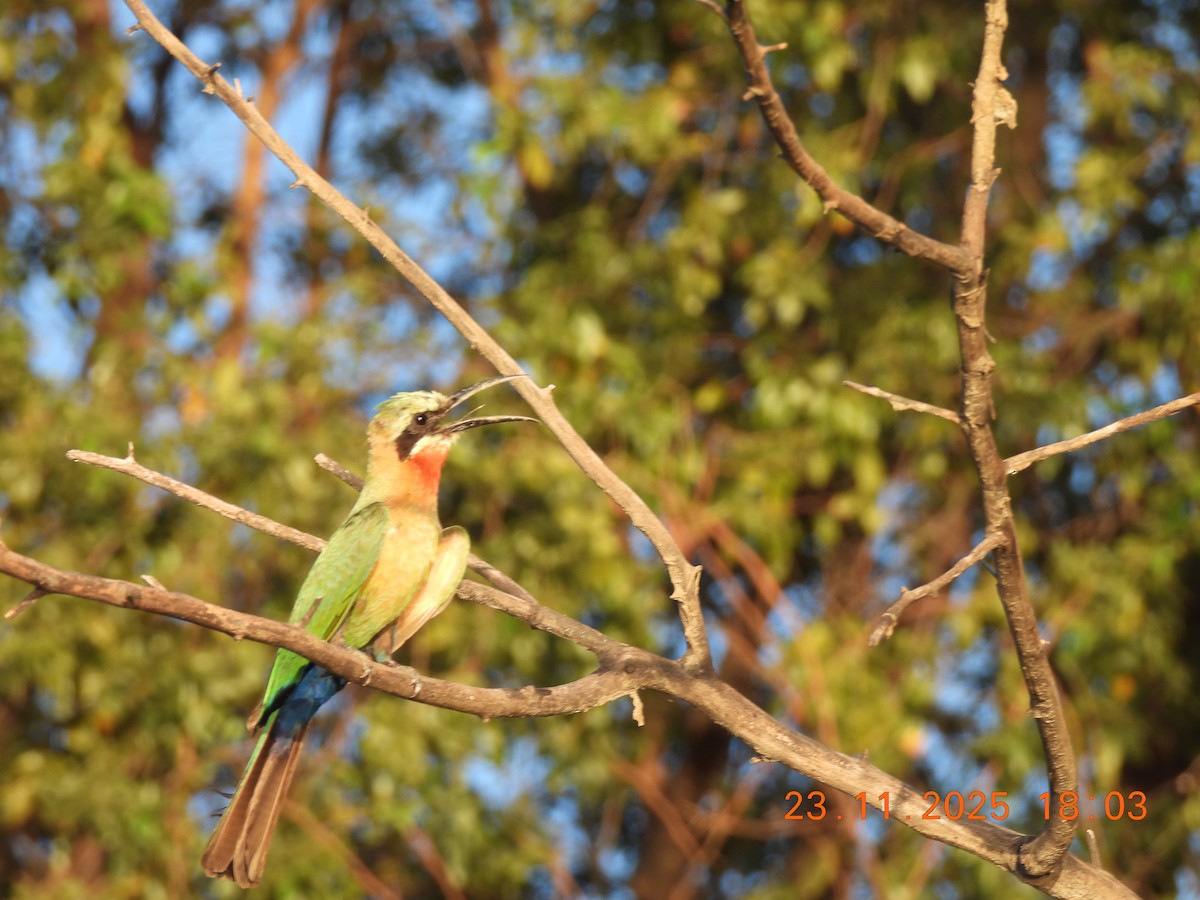 White-fronted Bee-eater - ML646312572