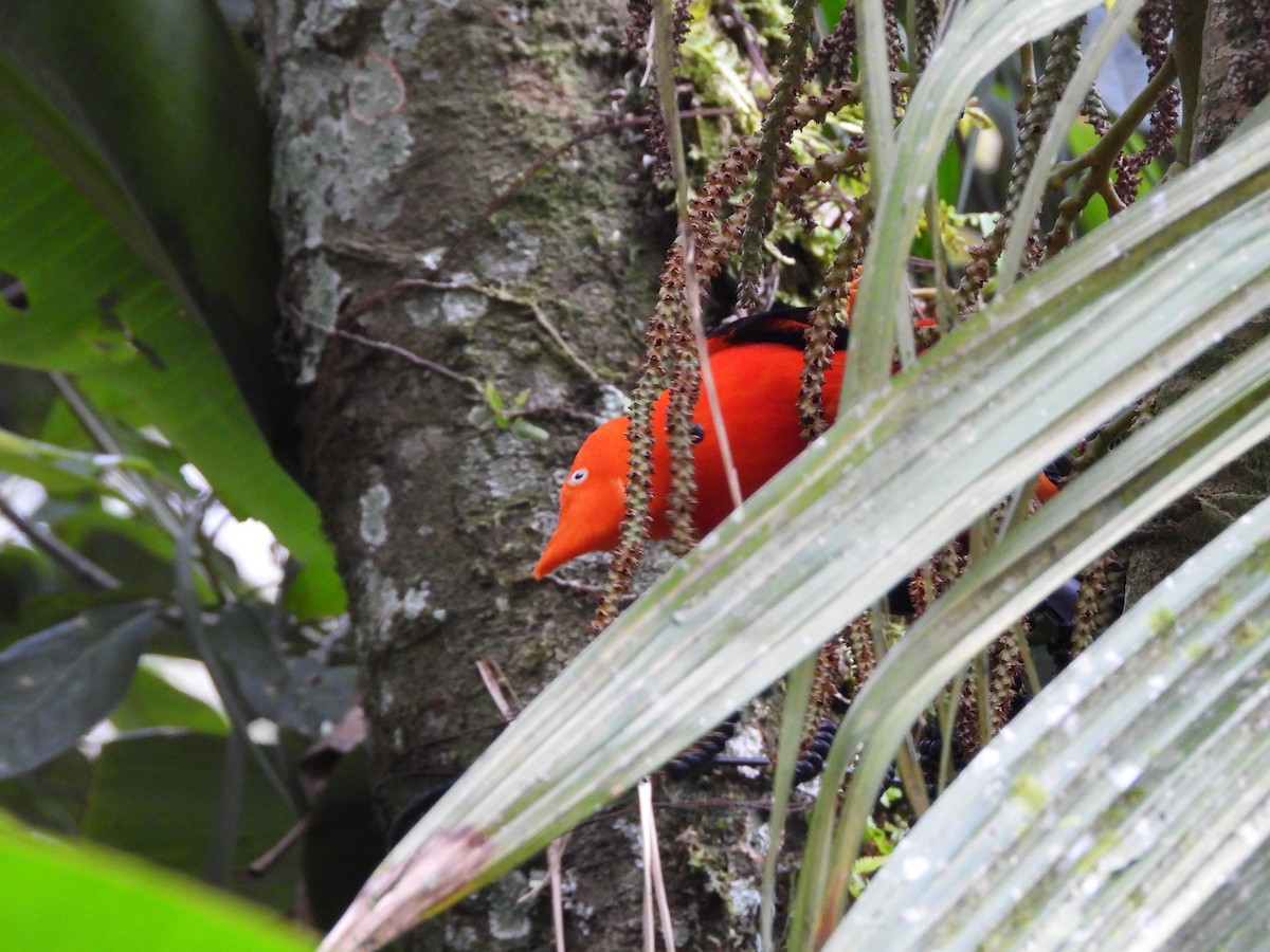Andean Cock-of-the-rock - ML646312574