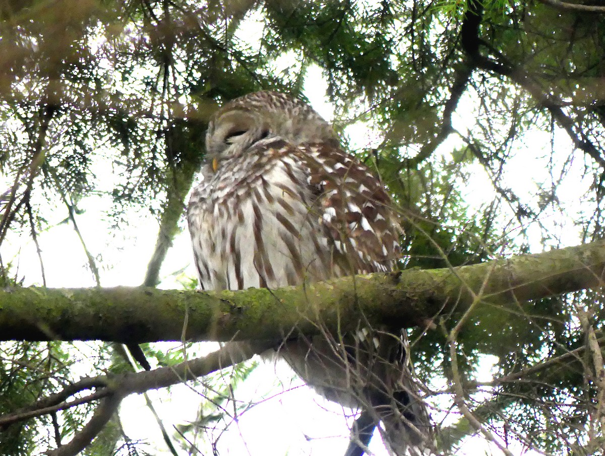 Barred Owl - ML646312579