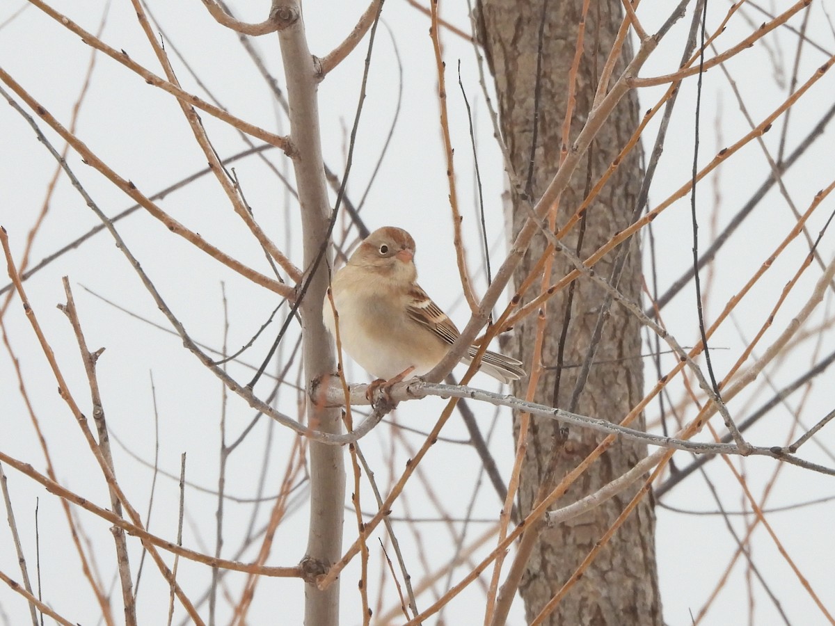 Field Sparrow - ML646312581