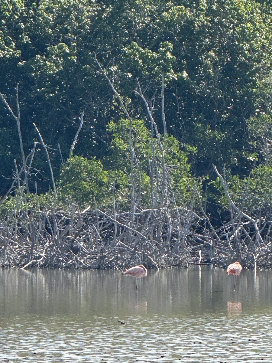 American Flamingo - ML646312582