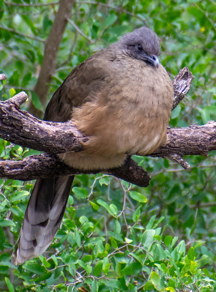 Chachalaca Norteña - ML646312583