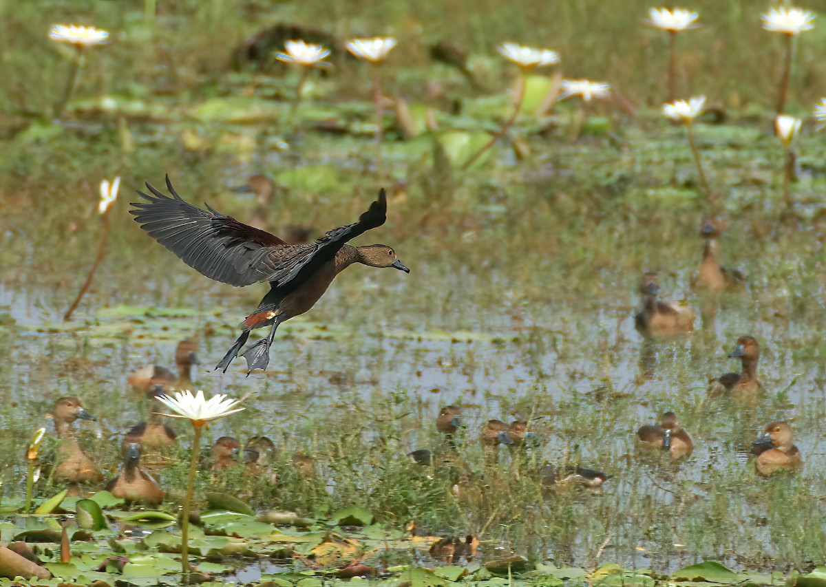 Suirirí de Java - ML646312586