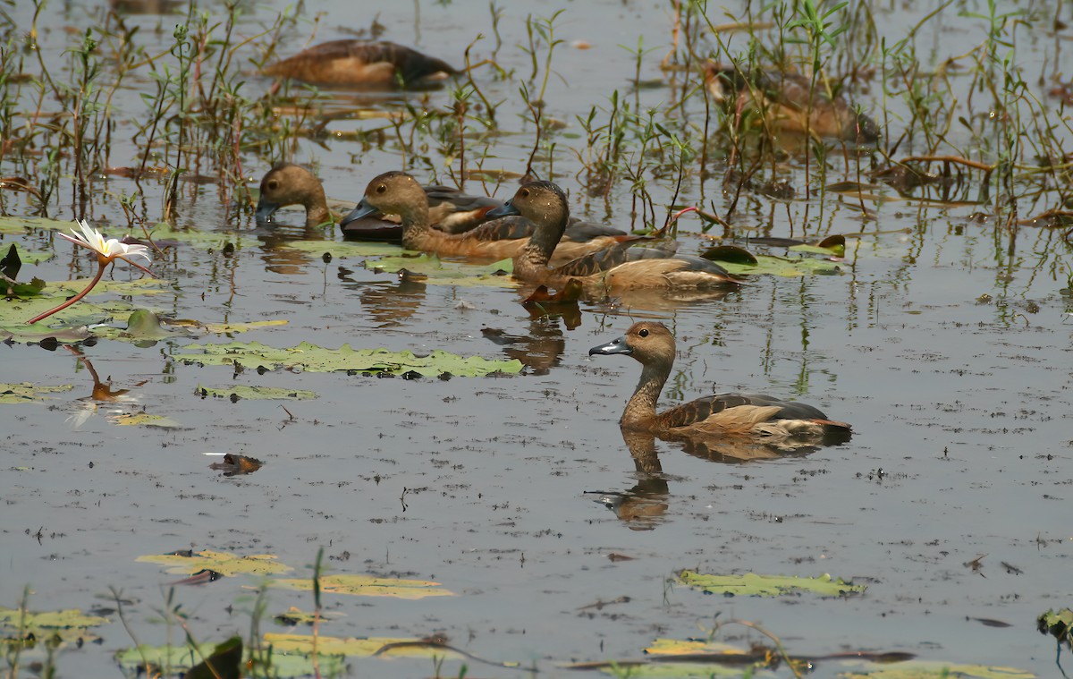 Suirirí de Java - ML646312587