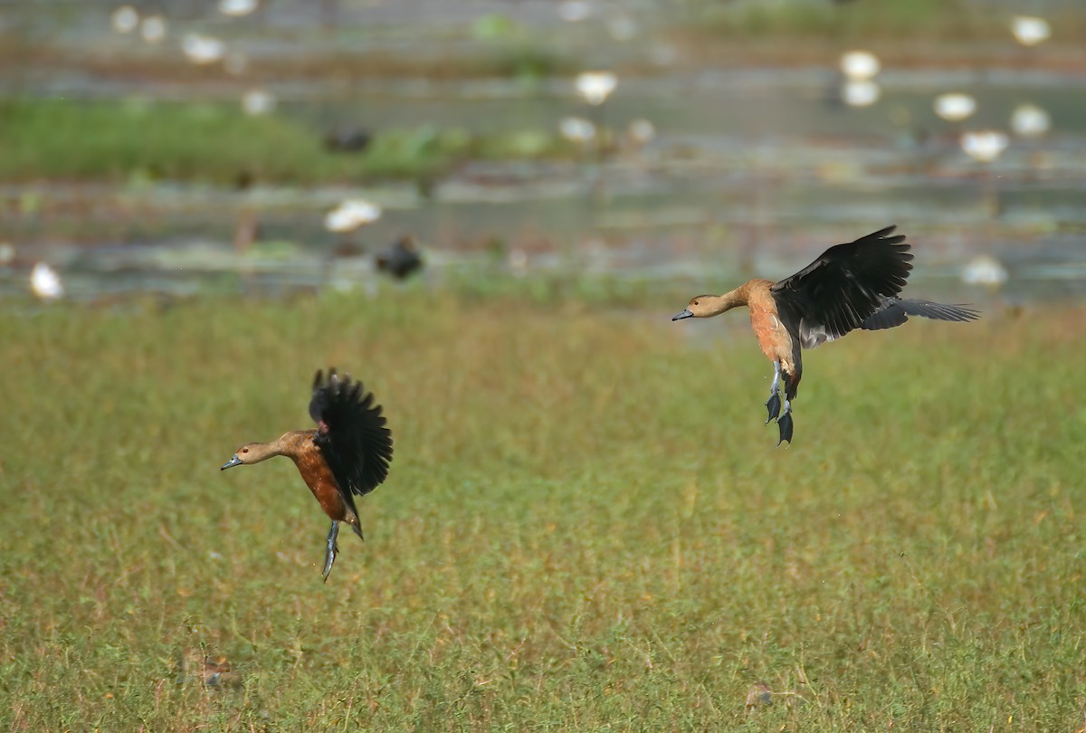 Suirirí de Java - ML646312588